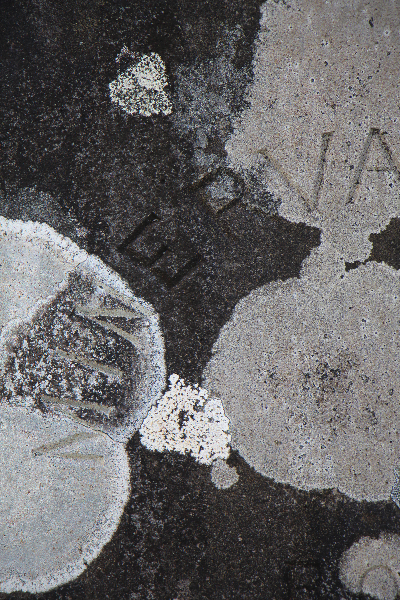 lichen on a headstone.