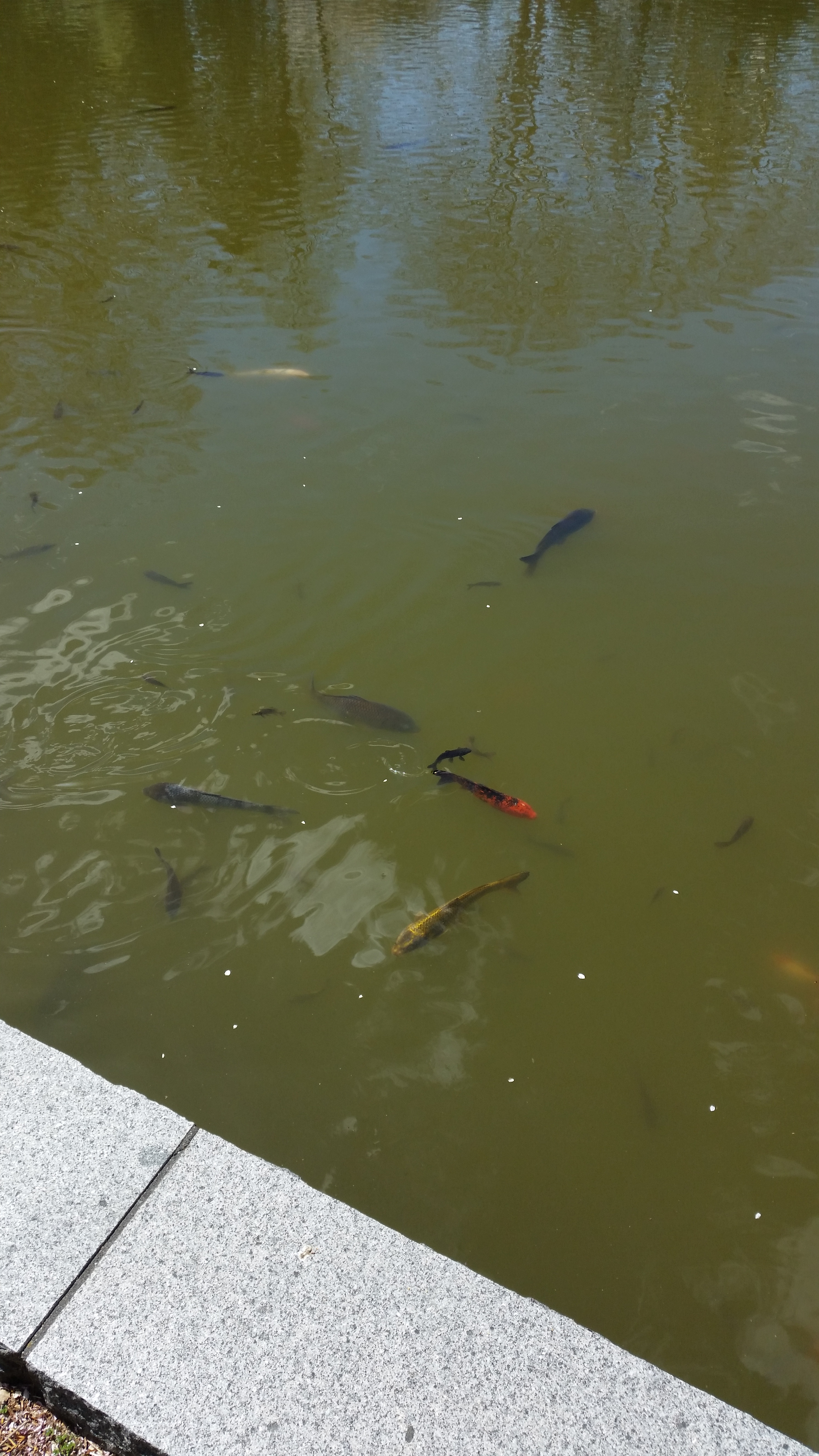 SM 2015 Japanese Tea Garden Koi