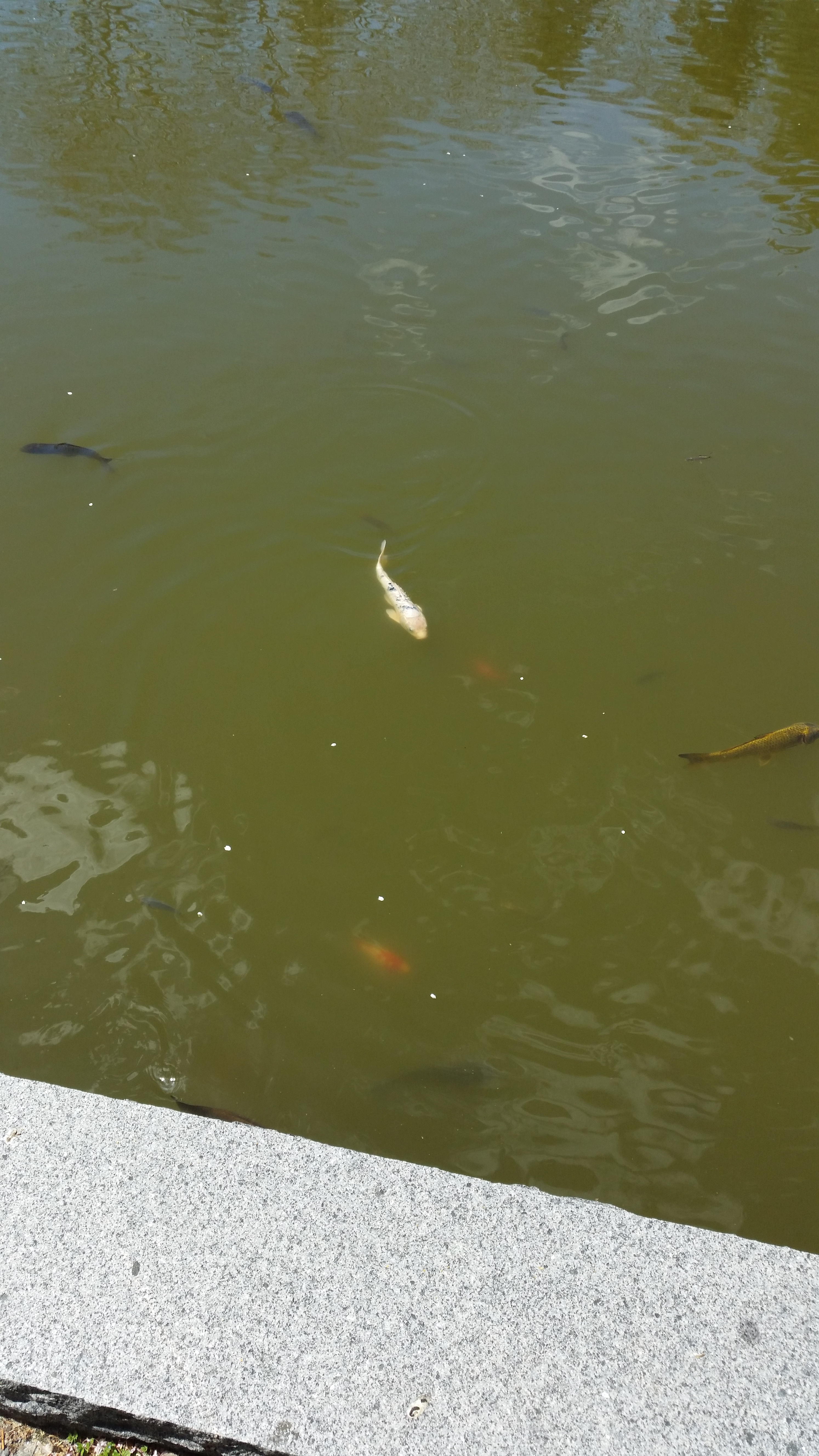 SM 2015 Japanese Tea Garden Koi 2