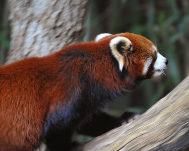 Red Panda