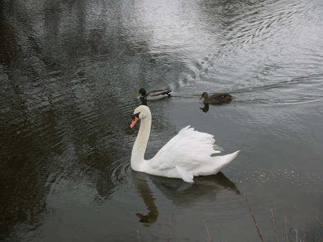 Swan and ducks