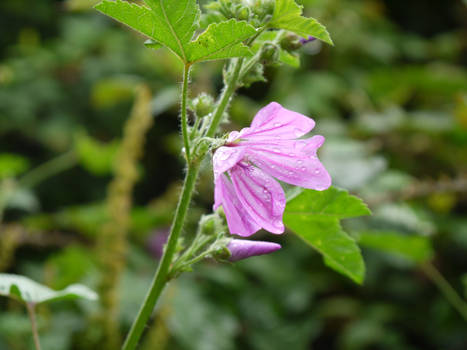 Purple flower