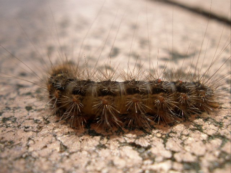 Caterpillar