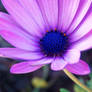Purple Flower 8