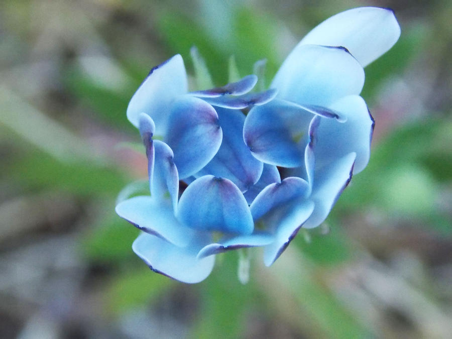 Bunch of Blue Petals