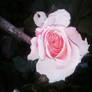 Pale Pink Rose