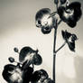 Orchids VIII