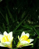 Raindrops On Yellow And White Flowers