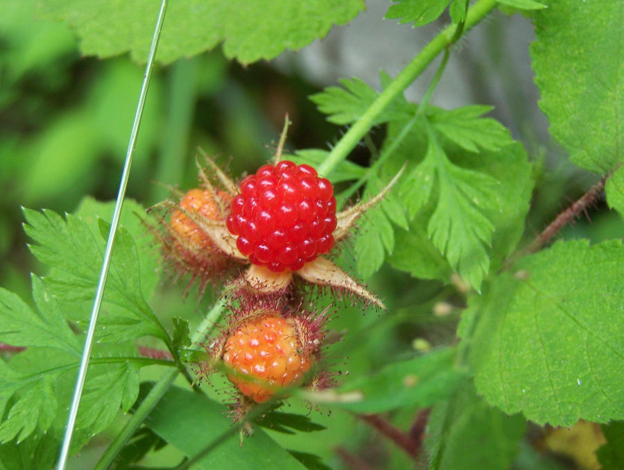 Wild Raspberry by fireproofbyfaith on DeviantArt