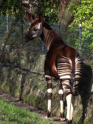 Okapi.