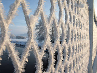 frozen fence