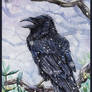 Corvus corax