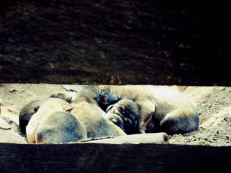 Sleeping puppies