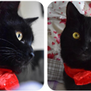 Anubis Red Coat Divider