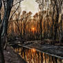 Floodplain Forest Sunset HDR1