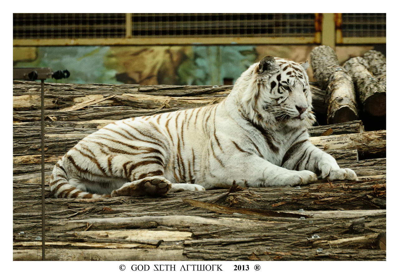 White Tiger