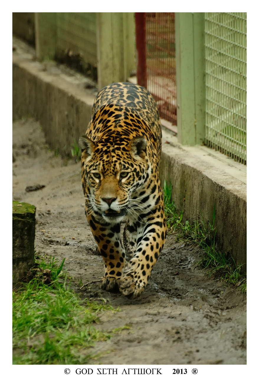 Jaguar