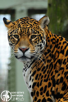 Jaguar portrait