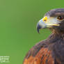 Harris hawk portrait