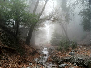 The Misty Grove