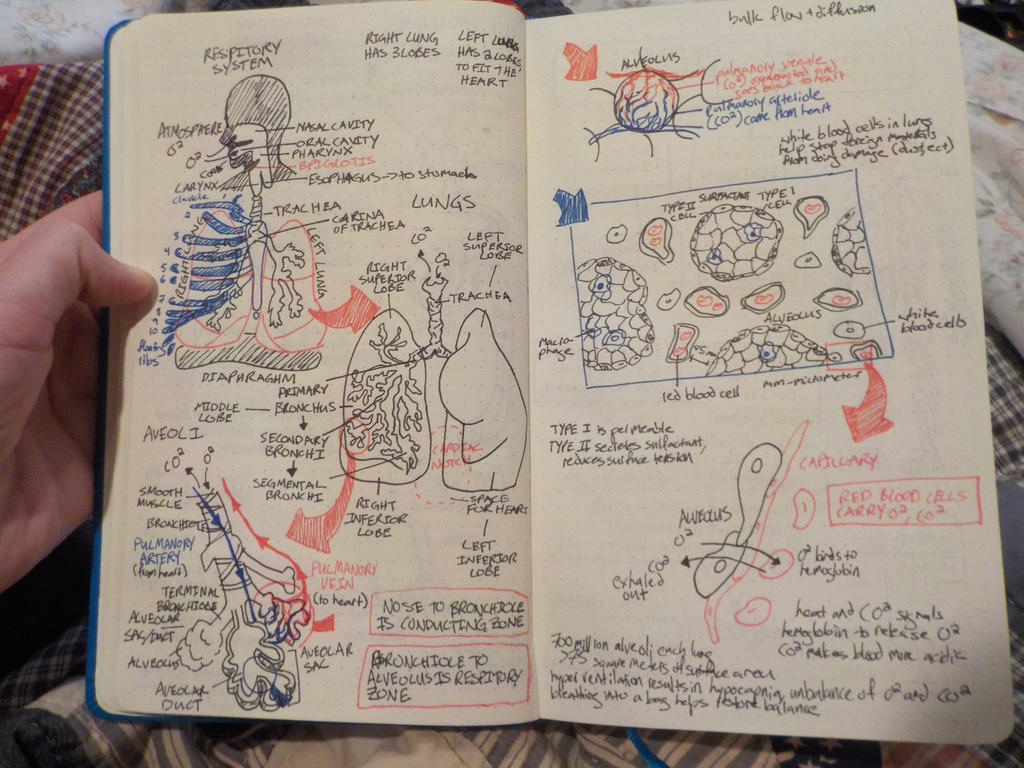 emt notes by Kaelidae on DeviantArt