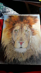 Lion (work in progress )