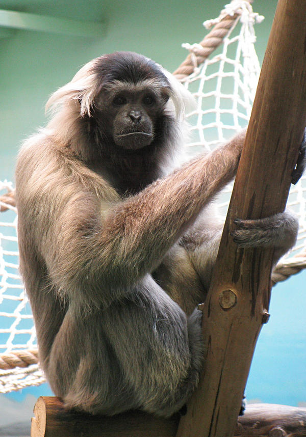 Gibbon