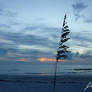 Sea Oats at Sunset 8/26/20