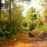 Flooded Path