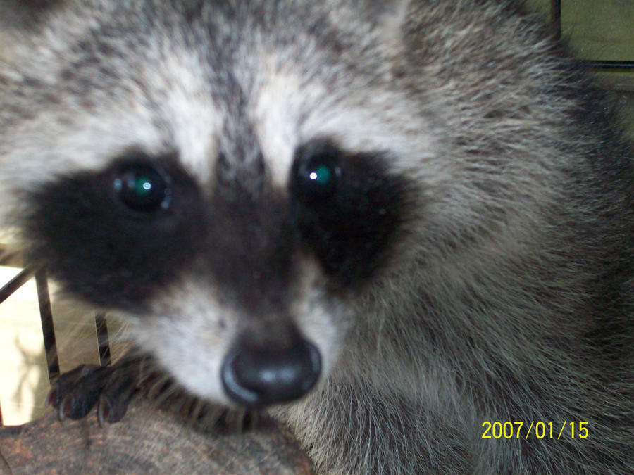 baby rasco by BlueDragonTamer on DeviantArt