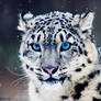 snow leopard