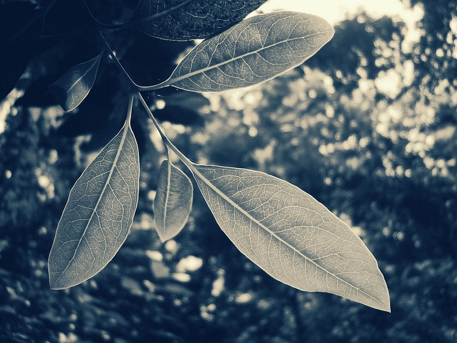 Leaves