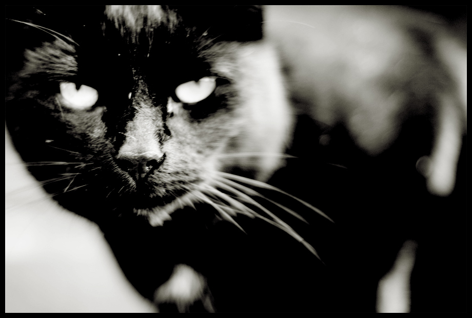 Black and dusty Cat