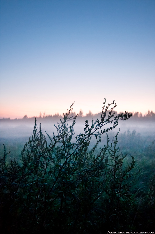 foggy sunset