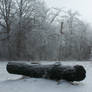 Foggy Winter027