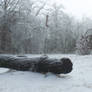 Foggy Winter028