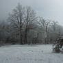 Foggy Winter033