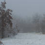Foggy Winter083