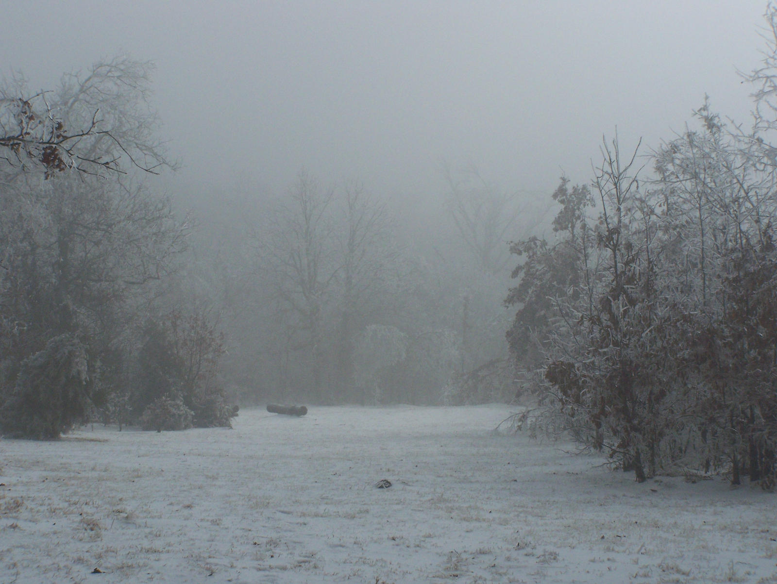 Foggy Winter105