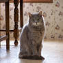 Gray Cat Indoors4