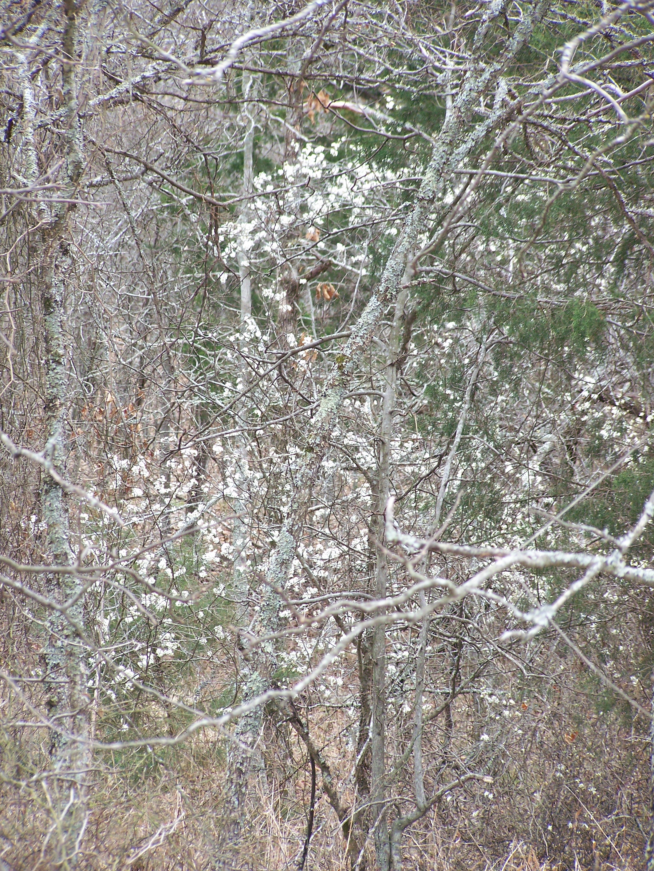 Wooded Trees2