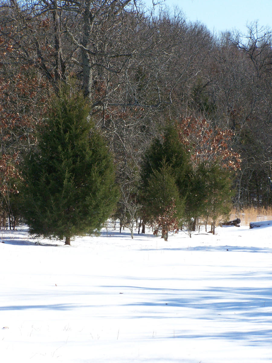 Christmas Snow025