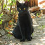 Black Cat015