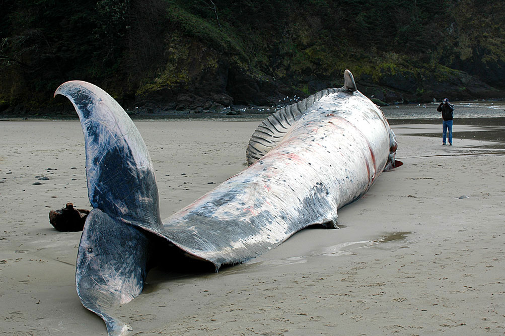 SAD DAY AT THE BEACH 02