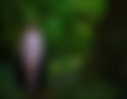 A FOREST OF WITCHES 02