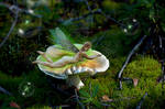 A FAIRY FINE MUSHROOM by RareEarthGallery