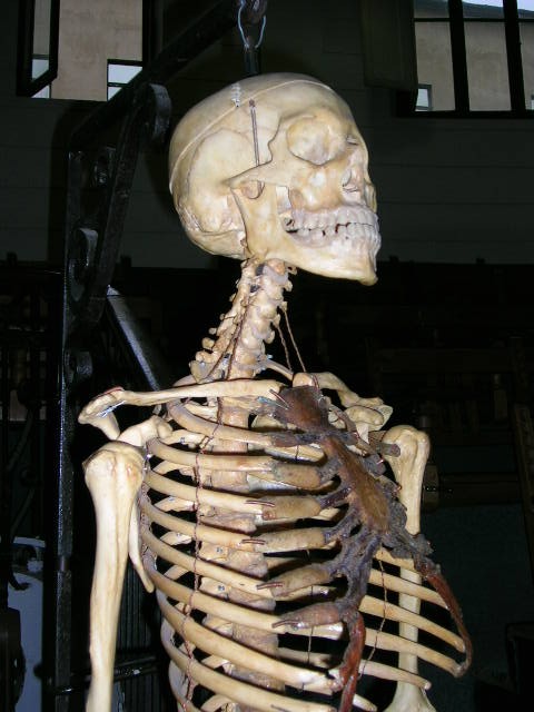 Skeleton