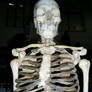 Skeleton II