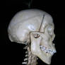 Skeleton IV