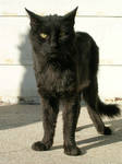 Black cat II